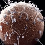 Какова продолжительность жизни спермы человека?